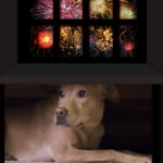 Jouw Hond en Vuurwerk - voorlichtingsvideo